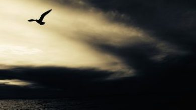 Dark and Dreaming - Fiction by Henry Hatchet